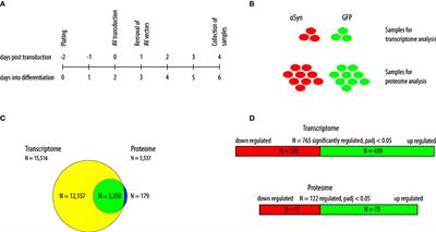 Transcriptome and Proteome Analysis in LUHMES Cells Overexpressing Alpha-Synuclein